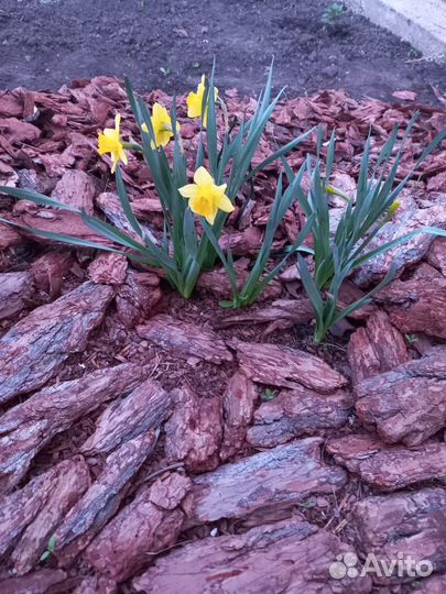 Кора мульча