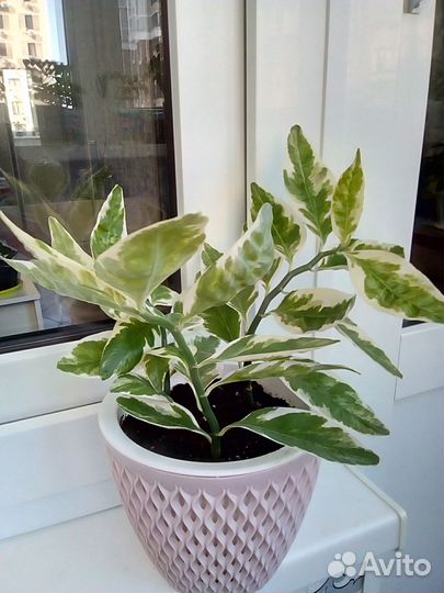 Педилантус спатифиллум алоэ сансевиерия