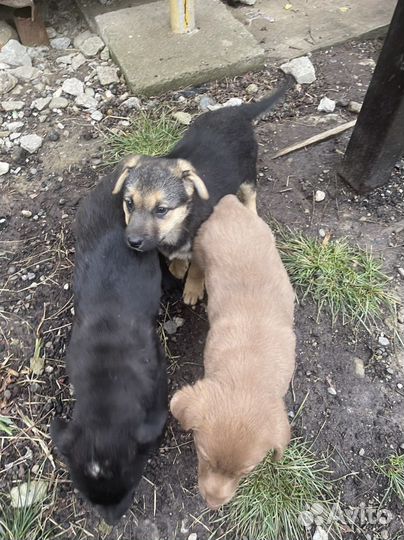 Щенок в добрые руки