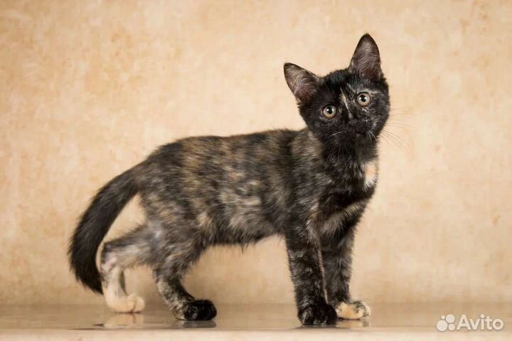 Котёнок луна 3 месяца, в дар