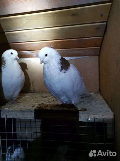 Продажа, аренда голубей