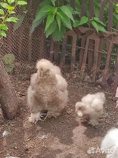 Китайские шелковые