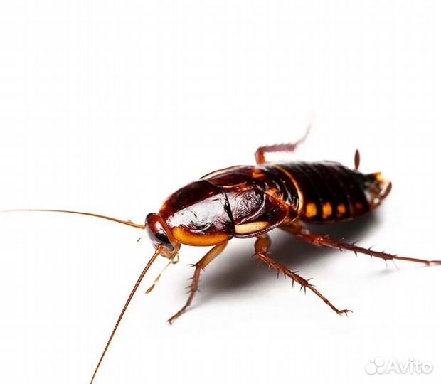 Зофобас,таракан туркменский живой корм