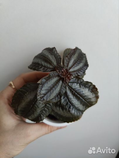 Пеперомия сингониум пилея ктенанта