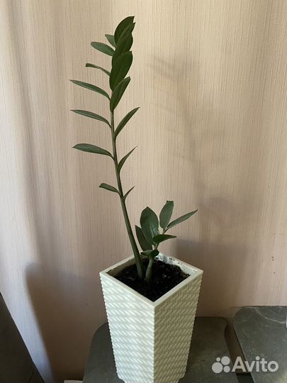 Замиокулькас