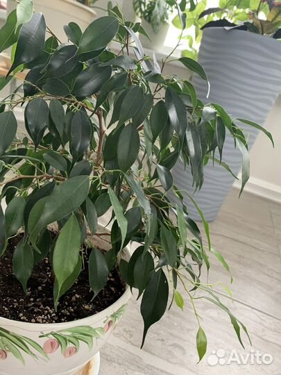 Фикус бенджамина
