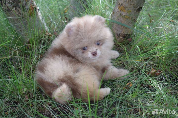 Померанский шпиц девочка
