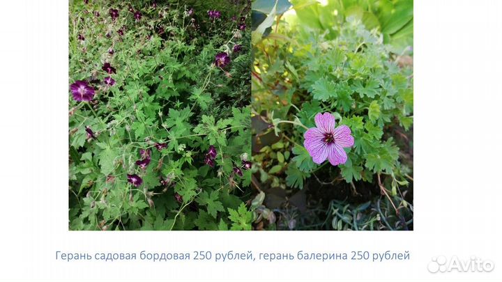 Герань садовая многолетняя, люпины