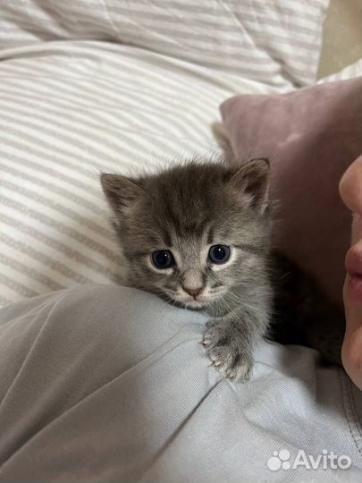 Котенок в добрые руки мальчик