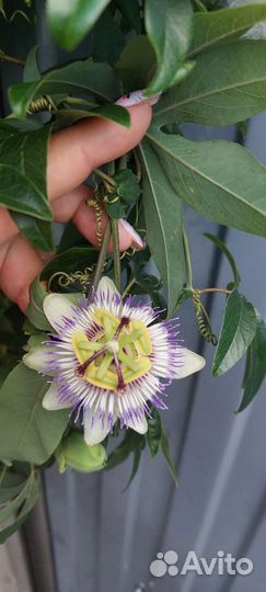 Пассифлора маракуйя