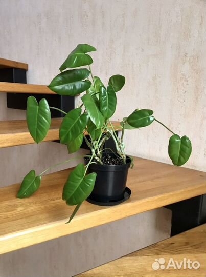 Растение для темных мест в глубине комнаты