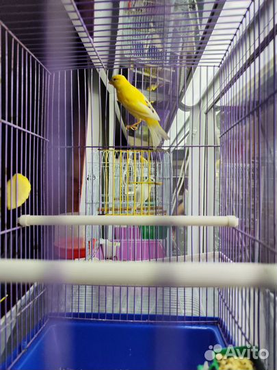 Кенара и канарейки