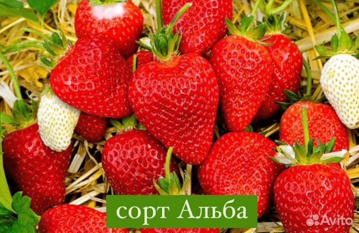 Рассада клубники зкс
