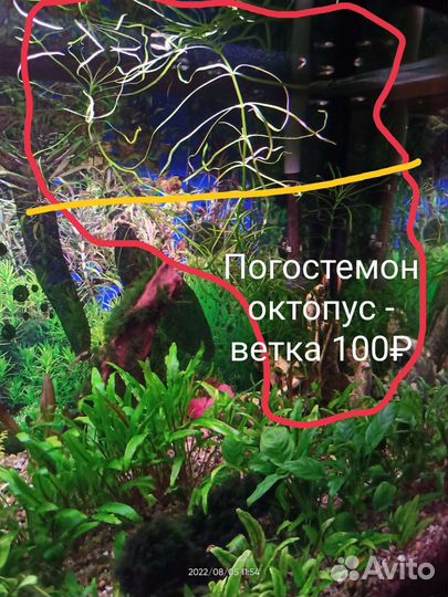 Аквариумные растения