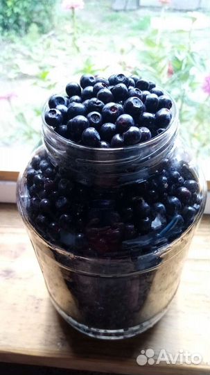 Черника свежая