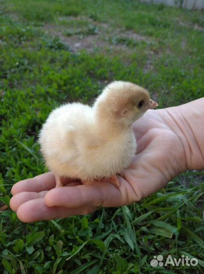 Продаются индюшата