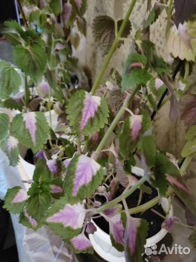 Крокус ростки отдаю