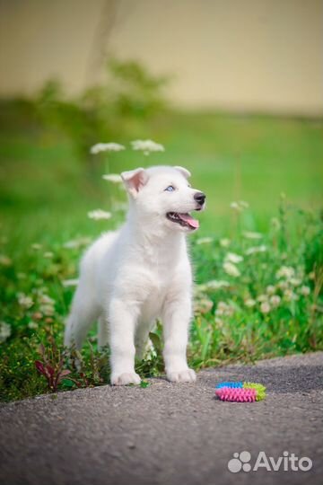 Шикарные белоснежные щеночки хаски из питомника