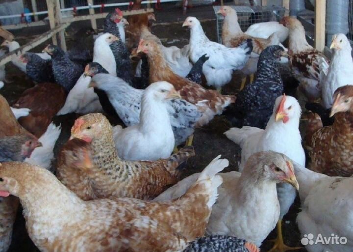 Продам кур молодок
