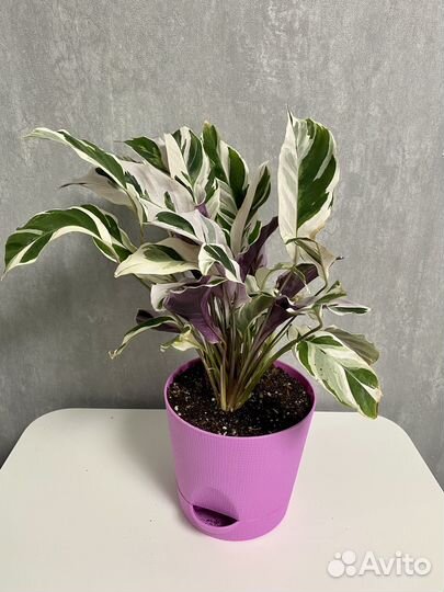 Калатея вайт фюжн