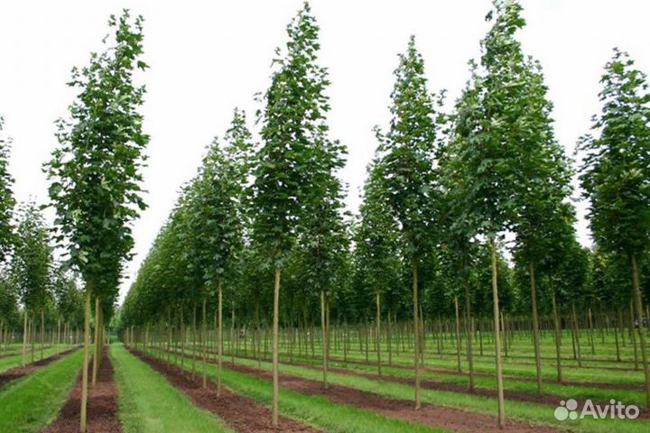 Лиственные деревья от производителя