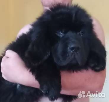 Щенки ньюфаундленда