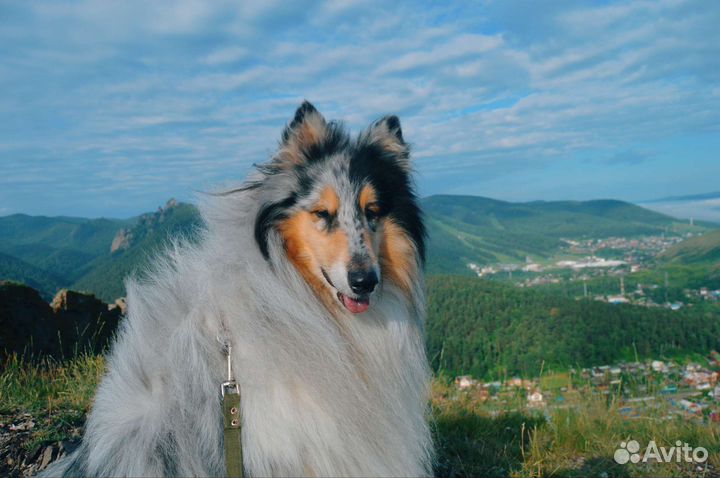 Шерсть колли