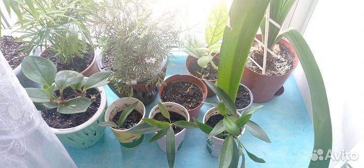 Отростки пальмы