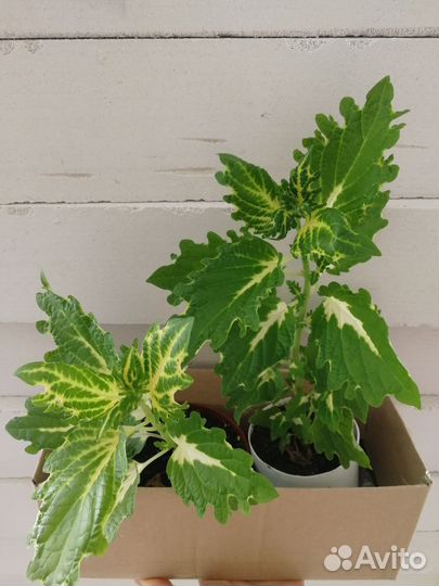 Колеус детки 2шт