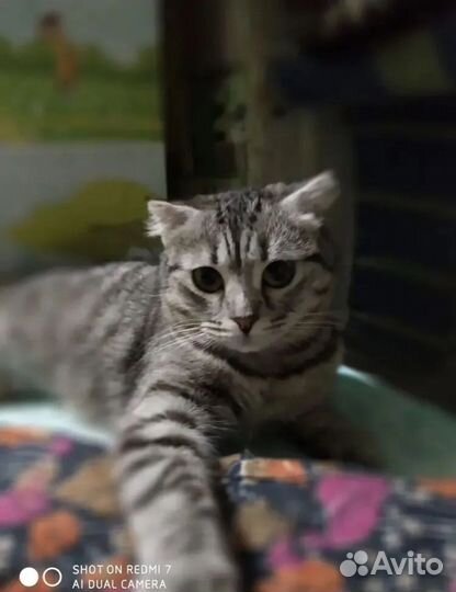 Кошка кошечка Сильва в добрые руки