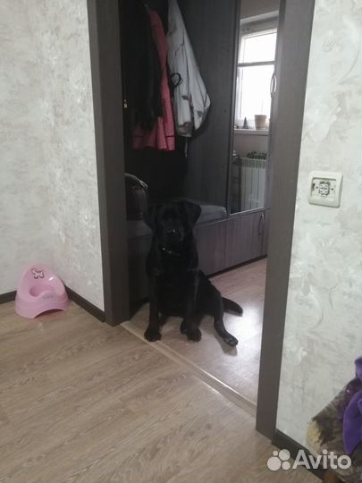 Кобель лабрадора вязка