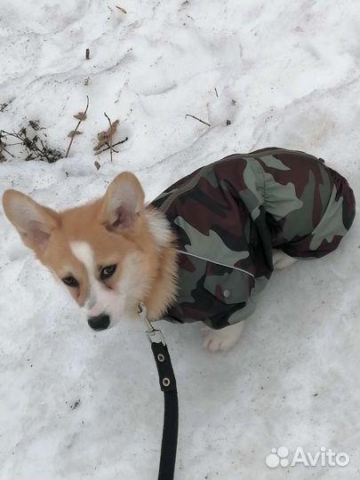 Комбинезон для средней собаки