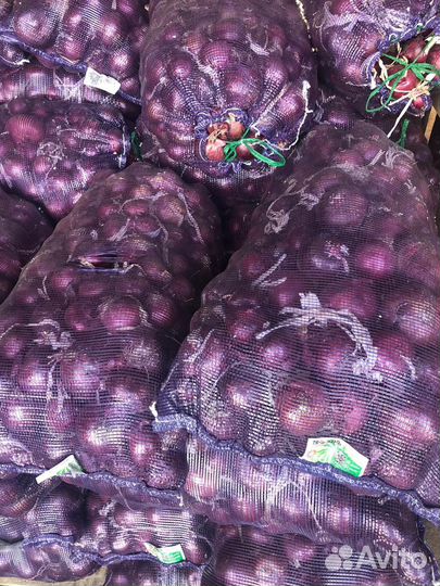 Лук фиолетовый