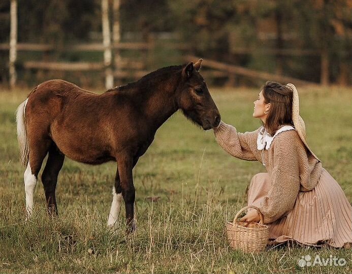 Жеребята и лошади