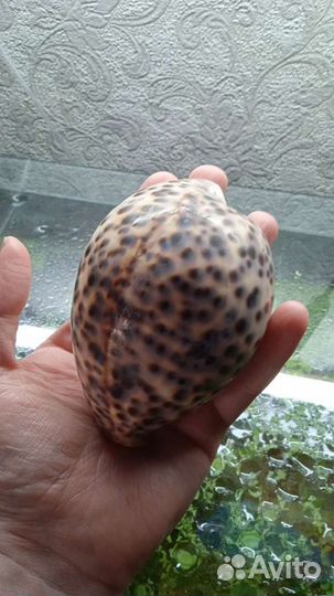 Ракушка