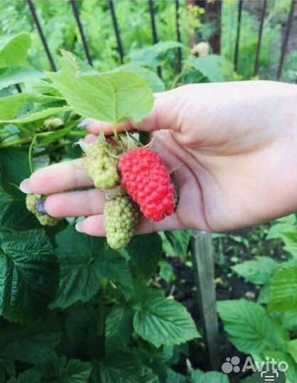 Малина Патриция