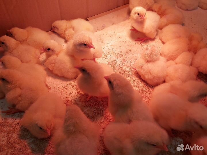 Цыплята бройлеры кобб 500 суточные и подрощенные