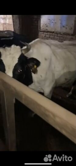 Молочные коровы ярославской породы