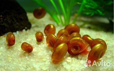 Эладея, гамарус, улитки катушки