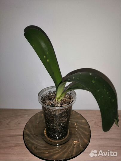 Гемантус белоцветковый