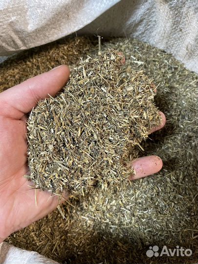 Пивная дробина с дробленым сеном