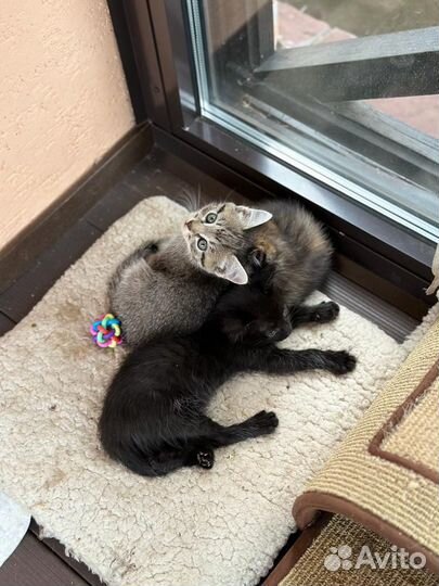 Отдам котят в добрые и надёжные руки