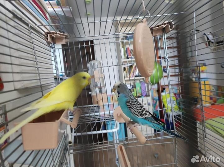 Волнистый попугай