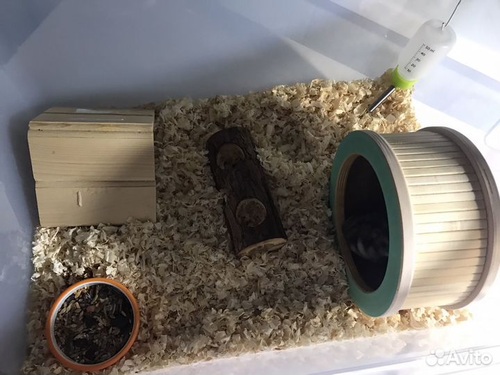 Джунгарский хомяк с клеткой