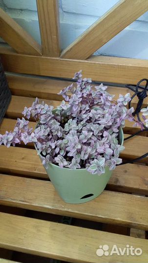 Каллизия и солейролия