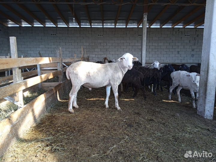 Овцы бараны