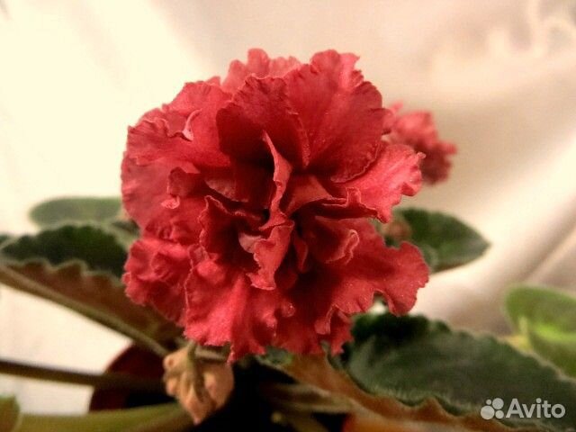 Сортовые фиалки, более 100 сортов