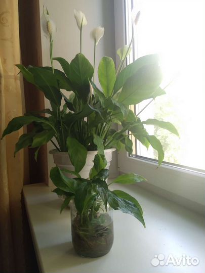 Спатифиллум детка