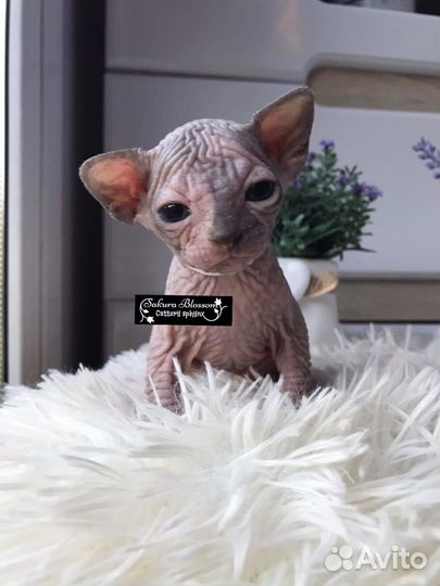 Канадский сфинкс с родословной