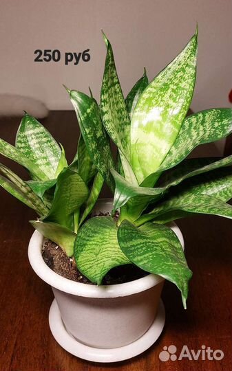 Сансевиерия ханни